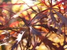 Acer palmatum "Stella rossa"