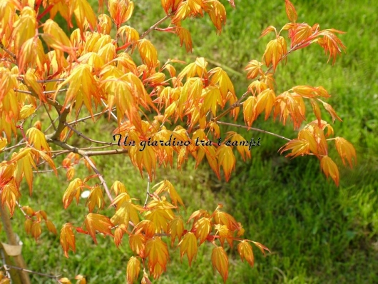 Acer palmatum "Katsura"