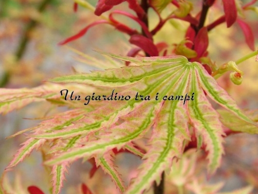 Acer palmatum "Higasa yama"