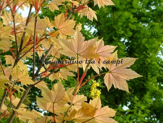 Acer pseudoplatanus "Brilliantissimum"