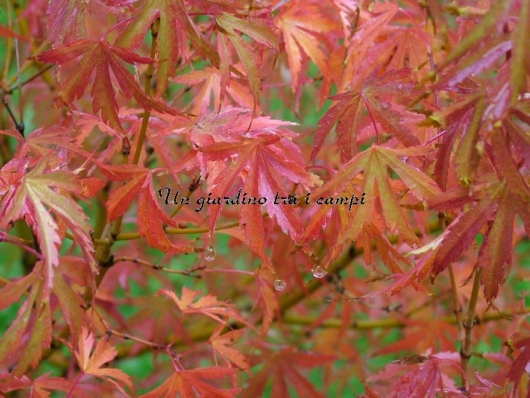 Acer palmatum "Okina"