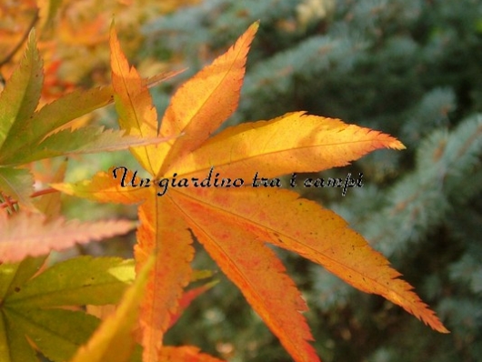 Acer palmatum "Maiko"