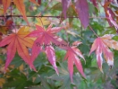 Acer palmatum "Oridono nishiki"