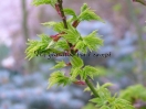 Acer palmatum "Shishi gashira"