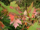 Acer XFreemanii "Autumn Blaze"