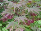 Acer palmatum "9001"