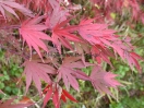 Acer palmatum "9001"