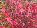 Acer palmatum "9001"