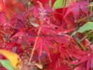 Acer palmatum "9001"