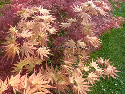 Acer palmatum "9001"