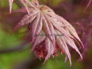 Acer palmatum "9001"