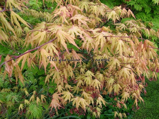 Acer palmatum "Aka Shigitatsu Sawa"