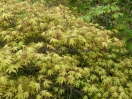 Acer palmatum "Aka Shigitatsu Sawa"