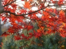 Acer palmatum "Aka Shigitatsu Sawa"