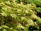 Acer palmatum "Aka Shigitatsu Sawa"