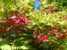 Acer palmatum "Aka Shigitatsu Sawa"