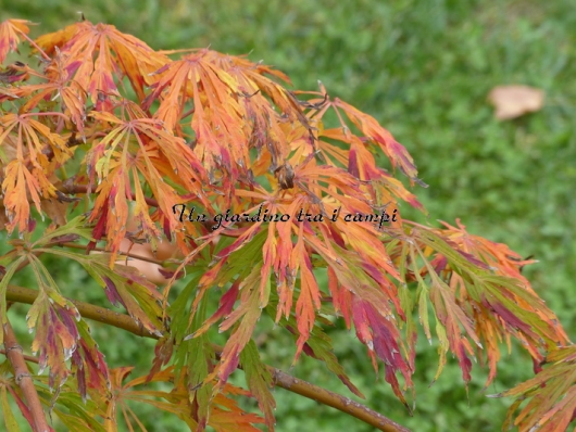 Acer japonicum "Ao Jutan"