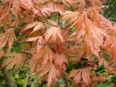 Acer palmatum "Ariadne"