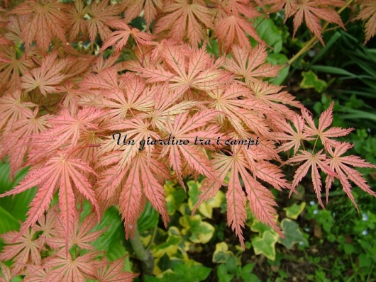 Acer palmatum "Ariadne"