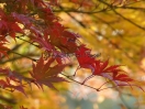 Acer palmatum "Ariadne"