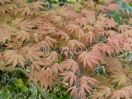 Acer palmatum "Ariadne"