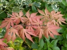 Acer palmatum "Ariadne"