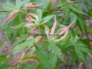 Acer palmatum "Ashai zuru"