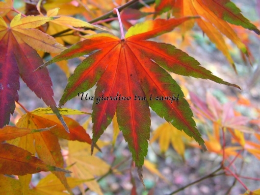 Acer palmatum "Ashai zuru"