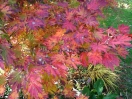 Acer japonicum "Attary"