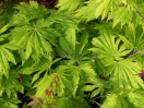 Acer japonicum "Attary"