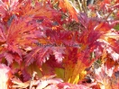 Acer japonicum "Attary"