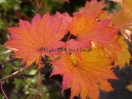 Acer shirasawanum "Aureum"