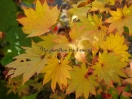 Acer shirasawanum "Aureum"