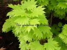 Acer shirasawanum "Aureum"