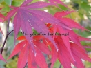 Acer palmatum "Autumn Red"