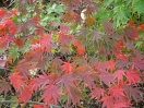 Acer palmatum "Autumn Red"