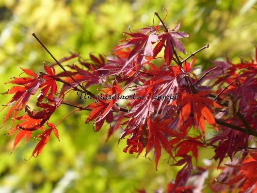 Acer palmatum "Autumn Red"