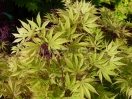 Acer palmatum "Autumn Red"