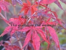 Acer palmatum "Autumn Red"