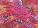 Acer palmatum "Autumn Red"