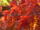 Acer palmatum "Autumn Red"