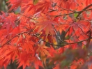 Acer palmatum "Autumn Red"