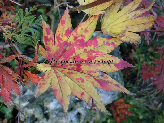 Acer shirasawanum "Autumn Moon"