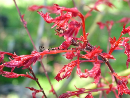 Acer palmatum "Beni fushigi"