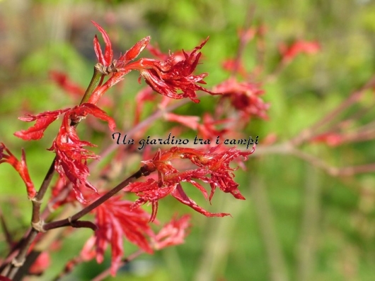 Acer palmatum "Beni komachi"