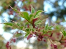 Acer palmatum "Beni shichi henge"