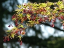 Acer palmatum "Beni shichi henge"