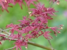 Acer palmatum "Beni fushigi"