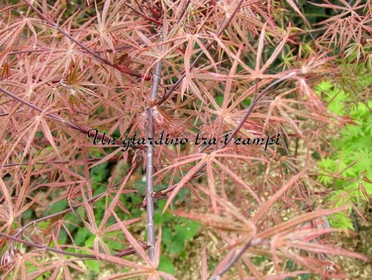 Acer palmatum "Beni kagami"