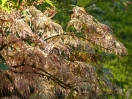 Acer palmatum "Goshiki shidare"